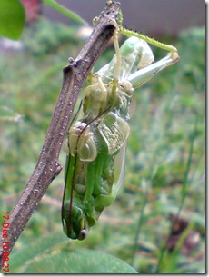 Locusta migratoria molting Locusta migratoria molting
