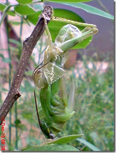 Locusta migratoria molting