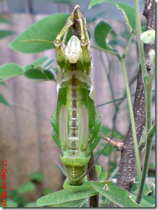 Locusta migratoria molting Locusta migratoria molting