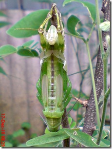 Locusta migratoria molting