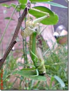 Locusta migratoria molting