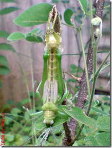 Locusta migratoria molting Locusta migratoria molting