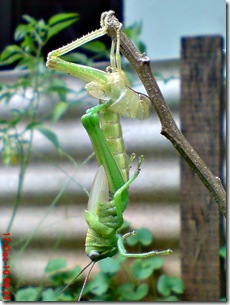 Locusta migratoria molting Locusta migratoria molting