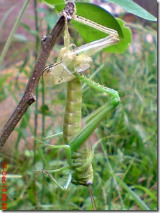 Locusta migratoria molting Locusta migratoria molting