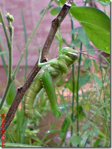 Locusta migratoria molting Locusta migratoria molting
