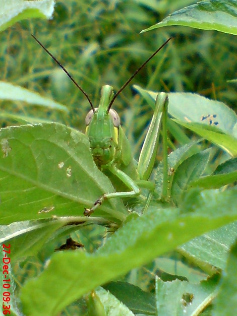 anak belalang Locusta migratoria 5