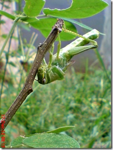 Locusta migratoria molting Locusta migratoria molting