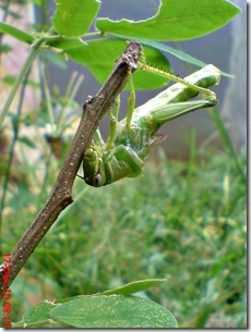 Locusta migratoria molting