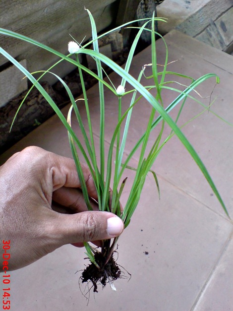 rumput whitehead spikesedge Kyllinga nemoralis 1 rumput whitehead spikesedge Kyllinga nemoralis 1