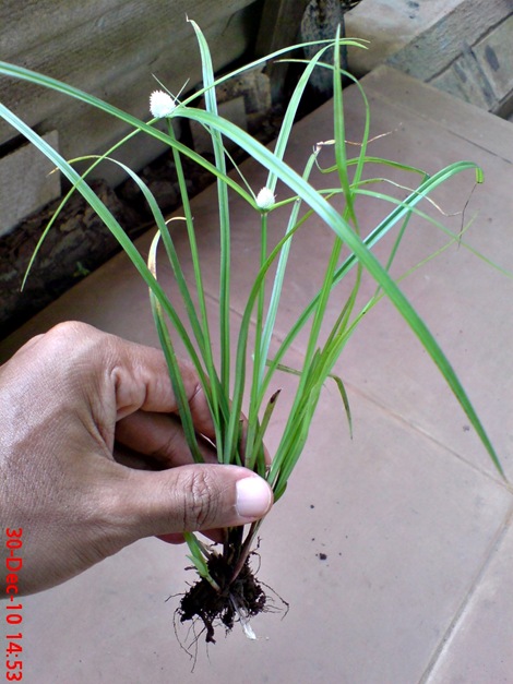 rumput whitehead spikesedge Kyllinga nemoralis 1