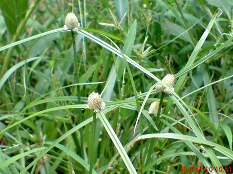 rumput whitehead spikesedge Kyllinga nemoralis 3