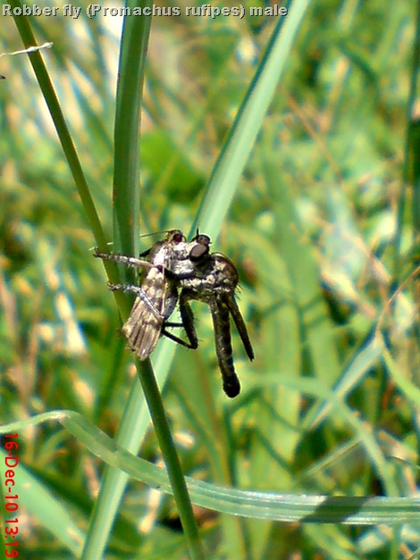 Promachus rufipes - Red-footed Cannibalfly DSC03469 Promachus rufipes - Red-footed Cannibalfly DSC03469