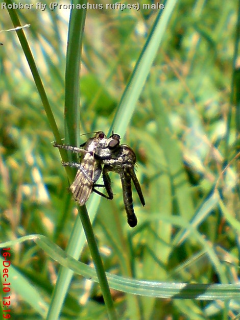 Promachus rufipes - Red-footed Cannibalfly DSC03469