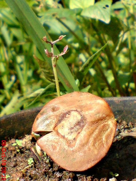 tunas jengkol DSC05313