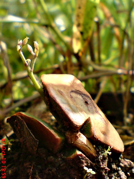 tunas jengkol Archidendron jiringa 