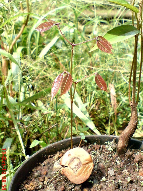 tunas jengkol DSC05377 tunas jengkol DSC05377