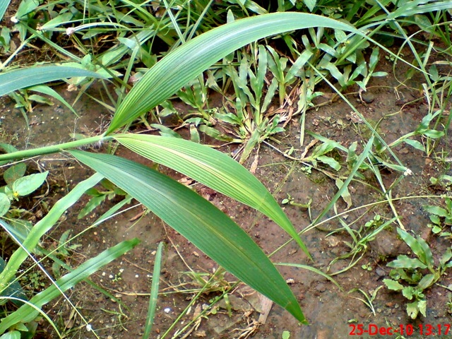 [rumput bambuan 2[4].jpg]