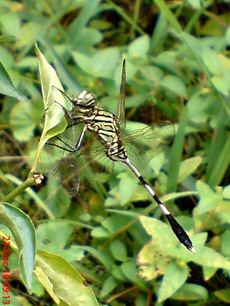 capung badak Orthetrum sabina 2