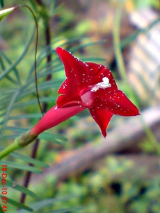 rincik bumi sangga langit Ipomoea quamoclit 3 rincik bumi sangga langit Ipomoea quamoclit 3