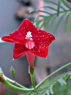 rincik bumi sangga langit Ipomoea quamoclit 4 rincik bumi sangga langit Ipomoea quamoclit 4