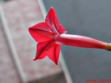 rincik bumi sangga langit Ipomoea quamoclit 7 rincik bumi sangga langit Ipomoea quamoclit 7