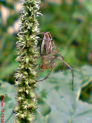 laba-laba Lynx spider Oxyopes javanus 3