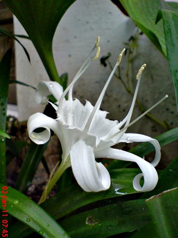 [Bunga putih di halaman depan rumah di kampung gedong 9[4].jpg]