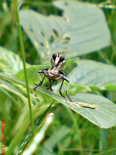 lalat makan lalat 3