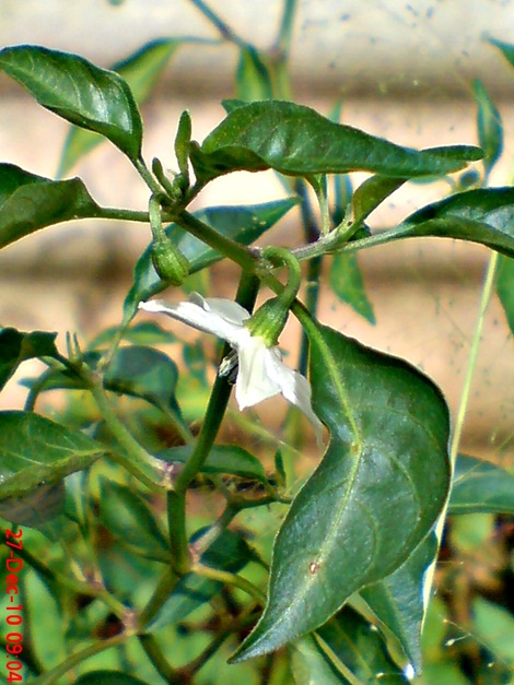 bunga cabe rawit Capsicum frutescens 4