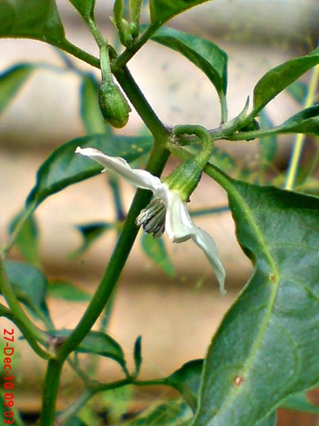 [bunga cabe rawit Capsicum frutescens 3[4].jpg]