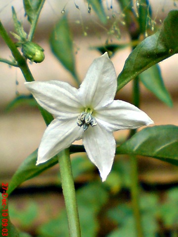 [bunga cabe rawit Capsicum frutescens 1[4].jpg]