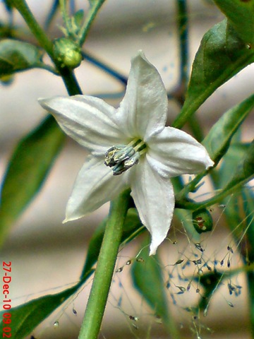 [bunga cabe rawit Capsicum frutescens 2[4].jpg]