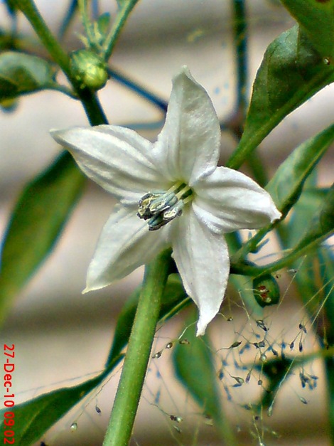 bunga cabe rawit Capsicum frutescens 2