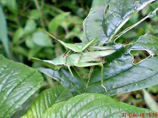 Atractomorpha_crenulata_kawin_sambil_makan 4