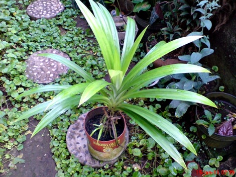 Pandan Wangi - Pandanus amaryllifolius - Fragrant Screwpine Indonesian Screwpine 2