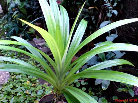 Pandan Wangi - Pandanus amaryllifolius - Fragrant Screwpine Indonesian Screwpine 6