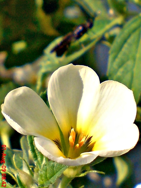 white alder Turnera subulata bunga pukul delapan   06