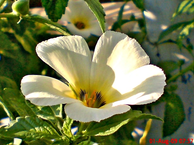 [white alder Turnera subulata bunga pukul delapan 02[4].jpg]