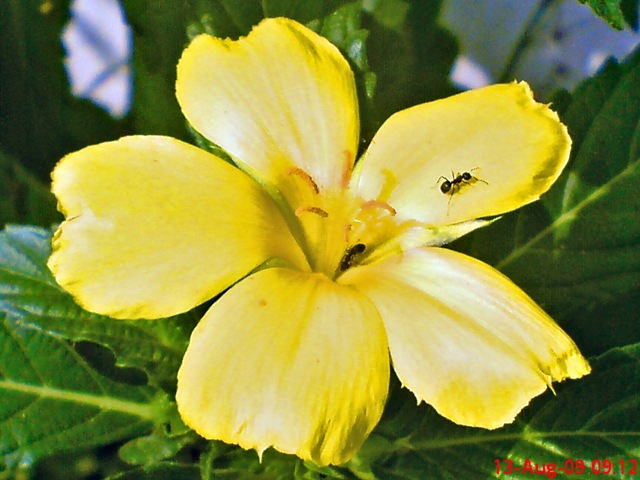[yellowTurneraulmifolia061.jpg]