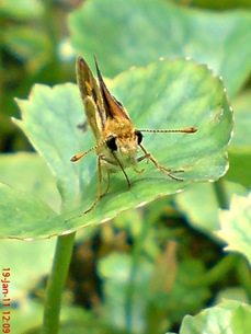 Kupu-Kupu Skipper Taractrocera archias Kupu-Kupu Skipper Taractrocera archias
