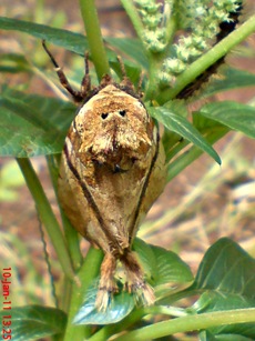 moth Dudusa vethi ngengat 16