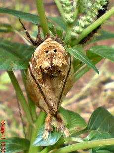 moth Dudusa vethi ngengat 16 moth Dudusa vethi ngengat 16