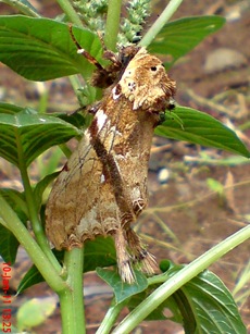 moth Dudusa vethi ngengat 14 moth Dudusa vethi ngengat 14