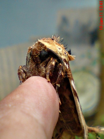 [ngengat moth Dudusa vethi 11[5].jpg]