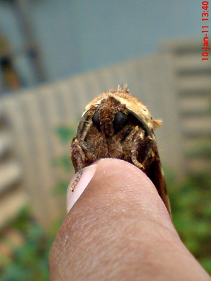 ngengat moth Dudusa vethi 09