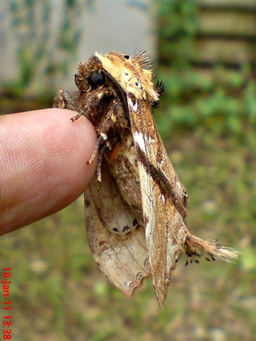[ngengat moth Dudusa vethi 03[8].jpg]
