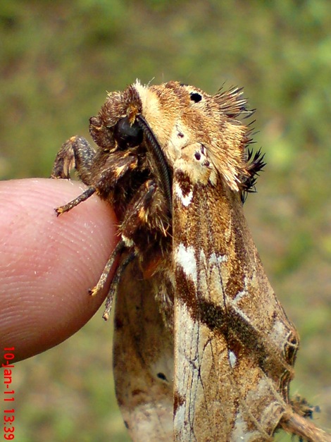 ngengat moth Dudusa vethi 08