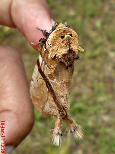ngengat moth Dudusa vethi 06