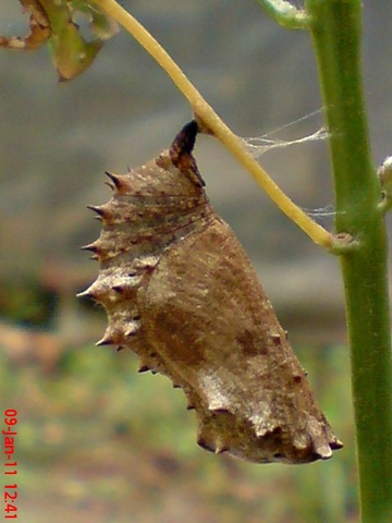 [Common Eggfly Butterfly - Hypolimnas bolina - pupa 6[1].jpg]