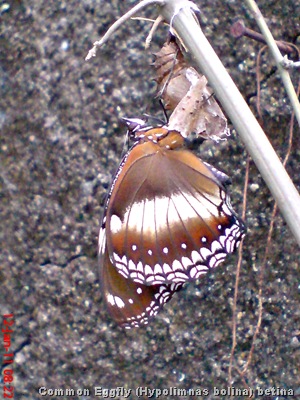 Common Eggfly Butterfly - Hypolimnas bolina - female Common Eggfly Butterfly - Hypolimnas bolina - female